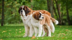 Великі породи собак: чим вони відрізняються та яку завести 