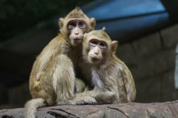Андрій і Антоніна: Несподівані пригоди з мавпою