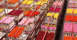 Международная перевозка свежих цветов: важные условия и нюансы