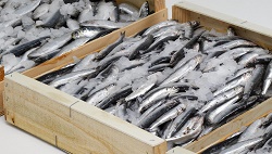 Транспорт для перевозки рыбы: предъявляемые требования и конструктивные особенности