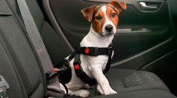 Особенности перевозки собаки в автомобиле: как сделать поездку комфортной и для хозяина, и для питомца
